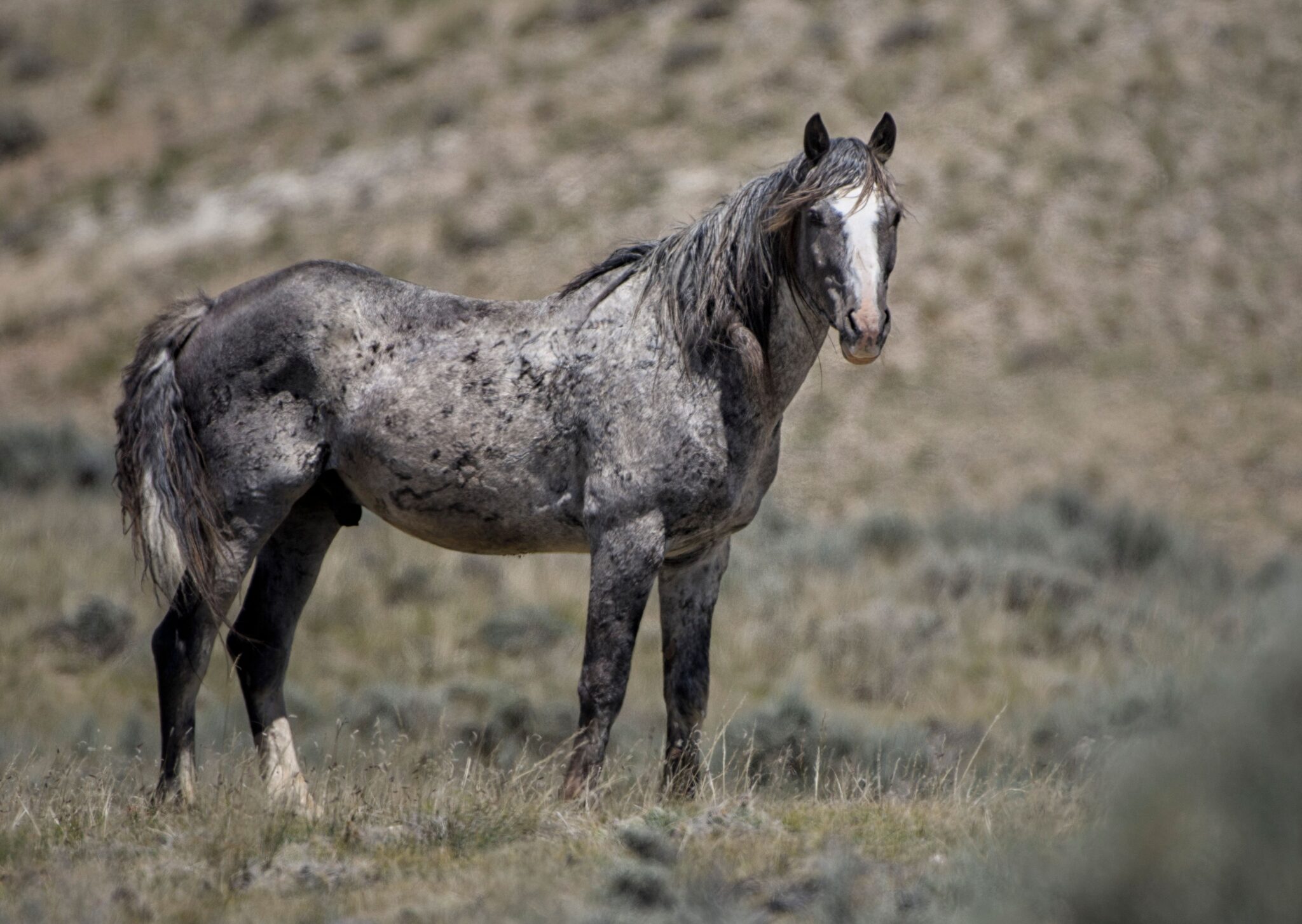 Nokota Horse