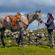 Dartmoor Cattle Drive & Crossing, England - Globetrotting horse riding holidays