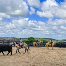 Dartmoor Cattle Drive & Crossing, England - Globetrotting horse riding holidays