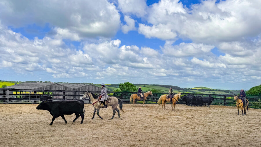 Dartmoor Cattle Drive & Crossing, England - Globetrotting horse riding holidays