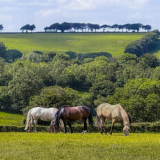 Dartmoor Cattle Drive & Crossing, England - Globetrotting horse riding holidays