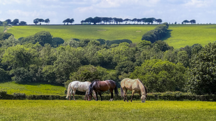 Dartmoor Cattle Drive & Crossing, England - Globetrotting horse riding holidays