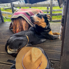Dartmoor Cattle Drive & Crossing, England - Globetrotting horse riding holidays