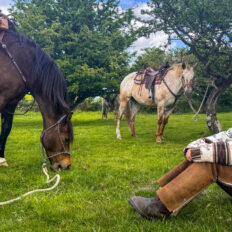 Dartmoor Cattle Drive & Crossing, England - Globetrotting horse riding holidays