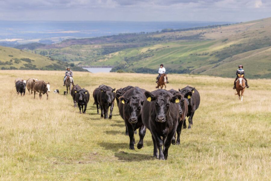 Dartmoor Cattle Drive & Crossing, England - Globetrotting horse riding holidays