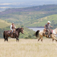 Dartmoor Cattle Drive & Crossing, England - Globetrotting horse riding holidays