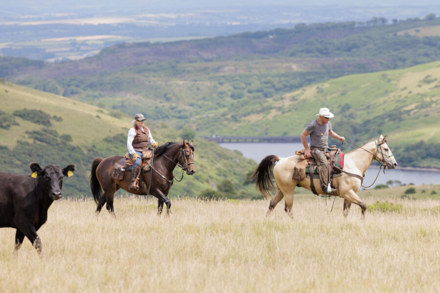 Dartmoor Cattle Drive & Crossing, England - Globetrotting horse riding holidays