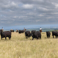 Dartmoor Cattle Drive & Crossing, England - Globetrotting horse riding holidays