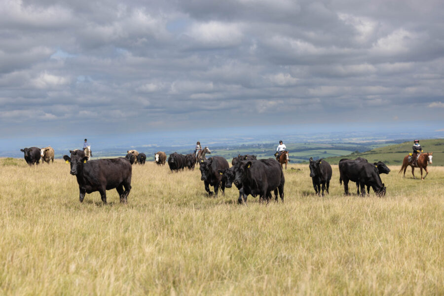 Dartmoor Cattle Drive & Crossing, England - Globetrotting horse riding holidays