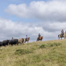 Dartmoor Cattle Drive & Crossing, England - Globetrotting horse riding holidays