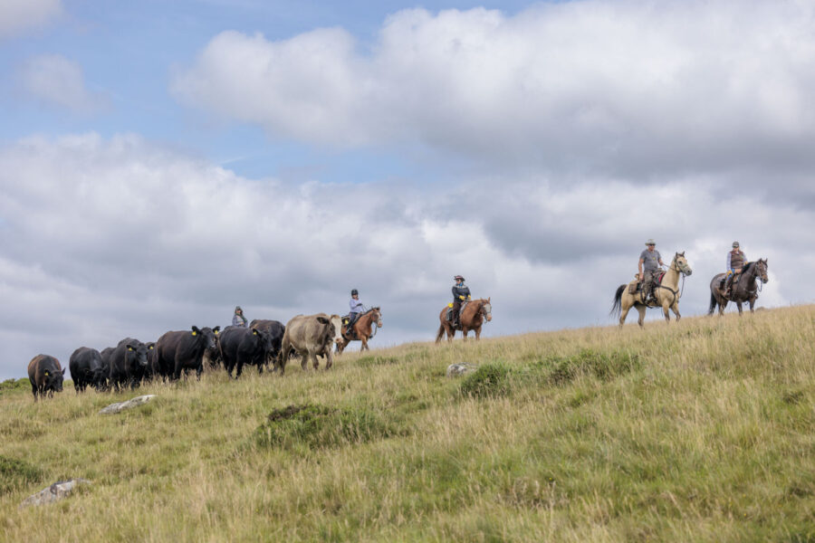 Dartmoor Cattle Drive & Crossing, England - Globetrotting horse riding holidays