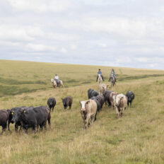 Dartmoor Cattle Drive & Crossing, England - Globetrotting horse riding holidays