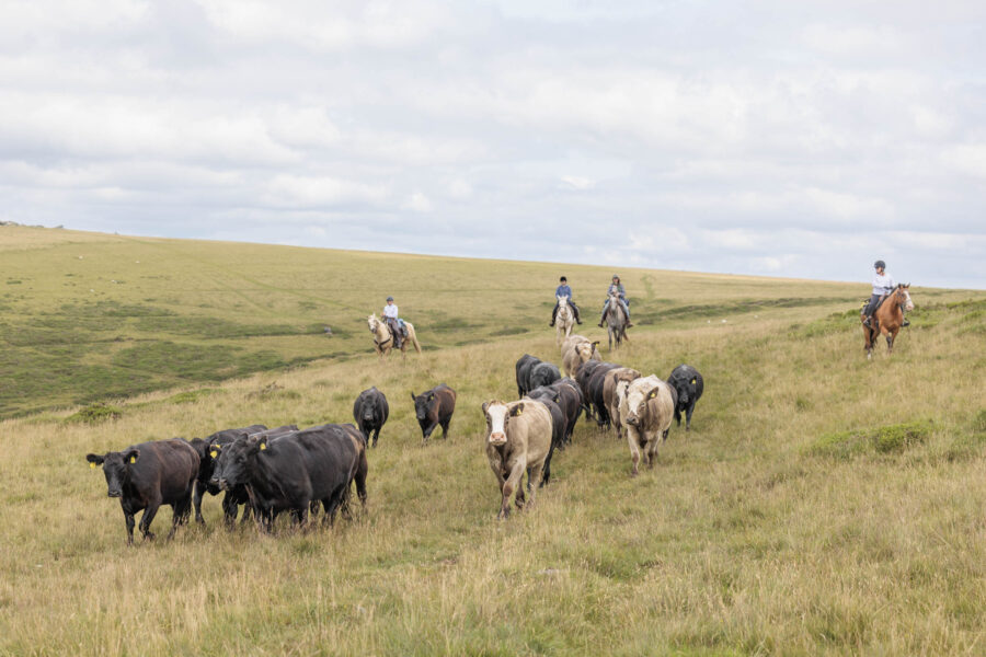 Dartmoor Cattle Drive & Crossing, England - Globetrotting horse riding holidays