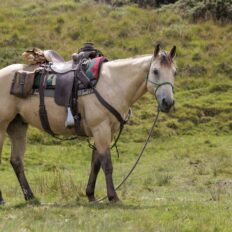 Dartmoor Cattle Drive & Crossing, England - Globetrotting horse riding holidays