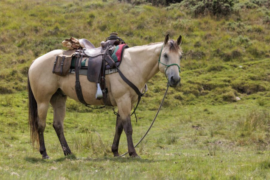 Dartmoor Cattle Drive & Crossing, England - Globetrotting horse riding holidays