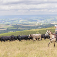 Dartmoor Cattle Drive & Crossing, England - Globetrotting horse riding holidays