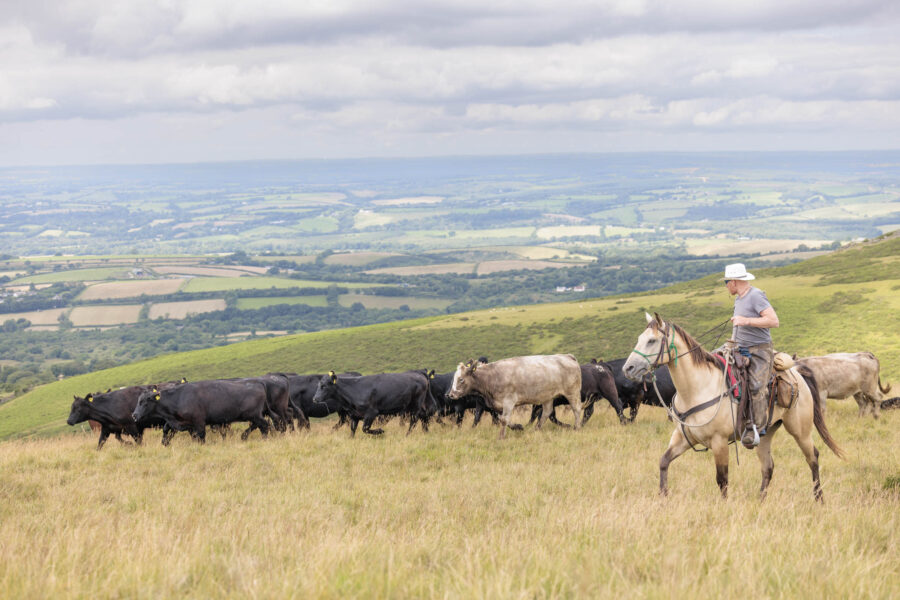 Dartmoor Cattle Drive & Crossing, England - Globetrotting horse riding holidays