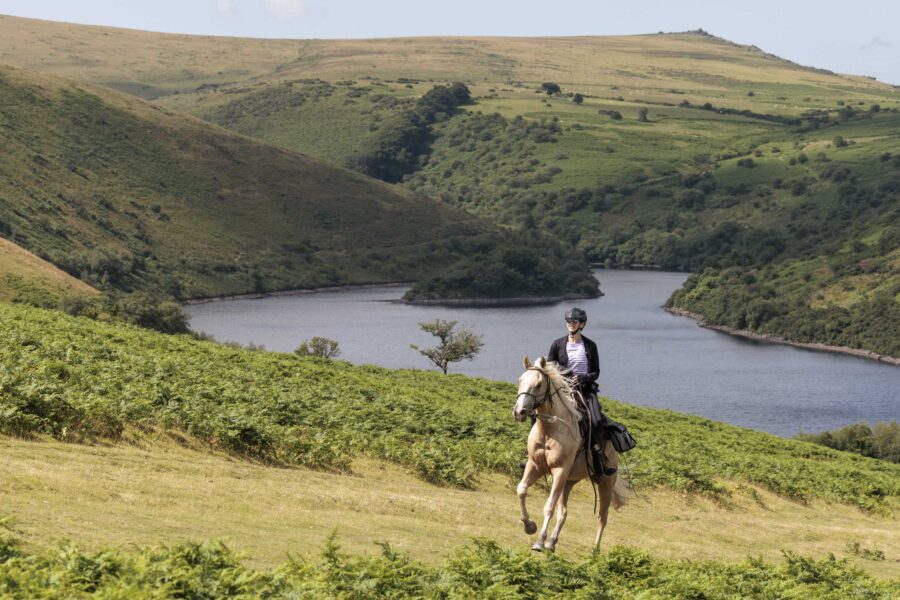 Dartmoor Cattle Drive & Crossing, England - Globetrotting horse riding holidays