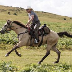 Dartmoor Cattle Drive & Crossing, England - Globetrotting horse riding holidays