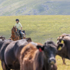 Dartmoor Cattle Drive & Crossing, England - Globetrotting horse riding holidays