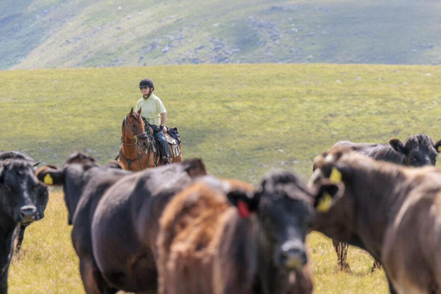 Dartmoor Cattle Drive & Crossing, England - Globetrotting horse riding holidays