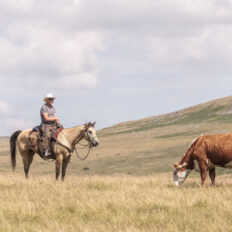 Dartmoor Cattle Drive & Crossing, England - Globetrotting horse riding holidays