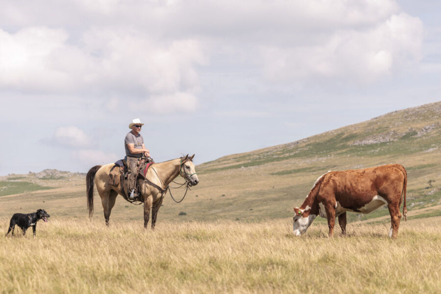 Dartmoor Cattle Drive & Crossing, England - Globetrotting horse riding holidays