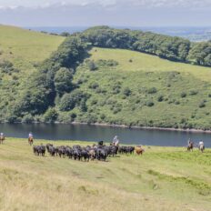 Dartmoor Cattle Drive & Crossing, England - Globetrotting horse riding holidays