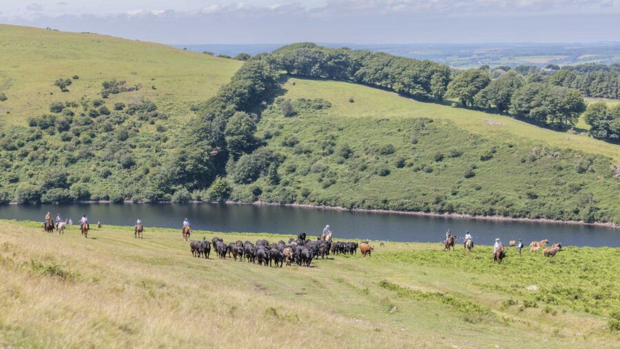 Dartmoor Cattle Drive & Crossing, England - Globetrotting horse riding holidays