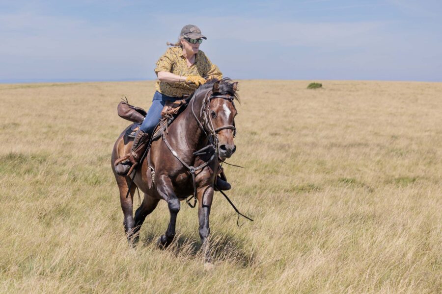 Dartmoor Cattle Drive & Crossing, England - Globetrotting horse riding holidays