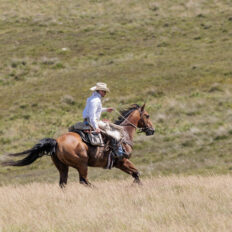 Dartmoor Cattle Drive & Crossing, England - Globetrotting horse riding holidays