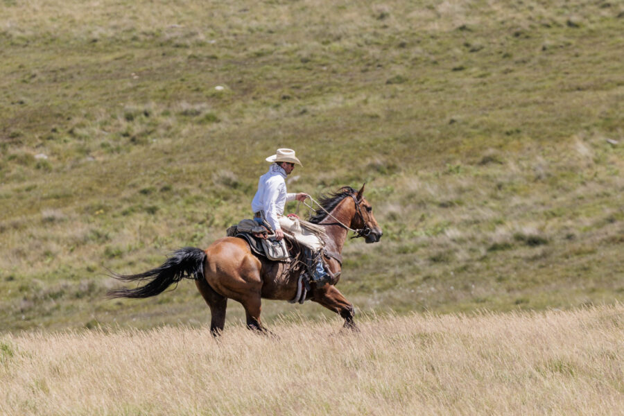 Dartmoor Cattle Drive & Crossing, England - Globetrotting horse riding holidays