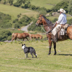 Dartmoor Cattle Drive & Crossing, England - Globetrotting horse riding holidays