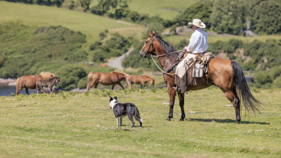 Dartmoor Cattle Drive & Crossing, England - Globetrotting horse riding holidays
