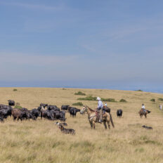 Dartmoor Cattle Drive & Crossing, England - Globetrotting horse riding holidays