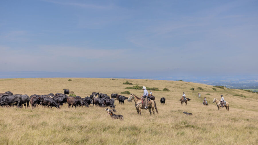Dartmoor Cattle Drive & Crossing, England - Globetrotting horse riding holidays
