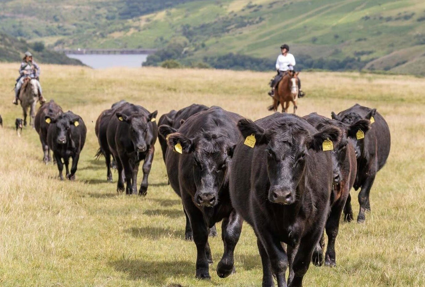 Dartmoor Cattle Drive & Crossing, England - Globetrotting horse riding holidays
