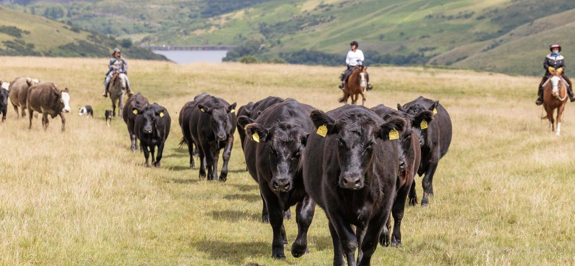 Dartmoor Cattle Drive & Crossing, England - Globetrotting horse riding holidays