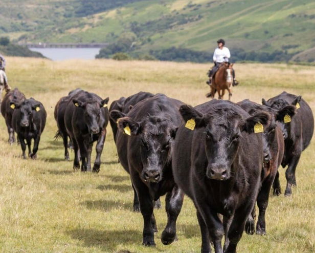 Dartmoor Cattle Drive & Crossing, England - Globetrotting horse riding holidays