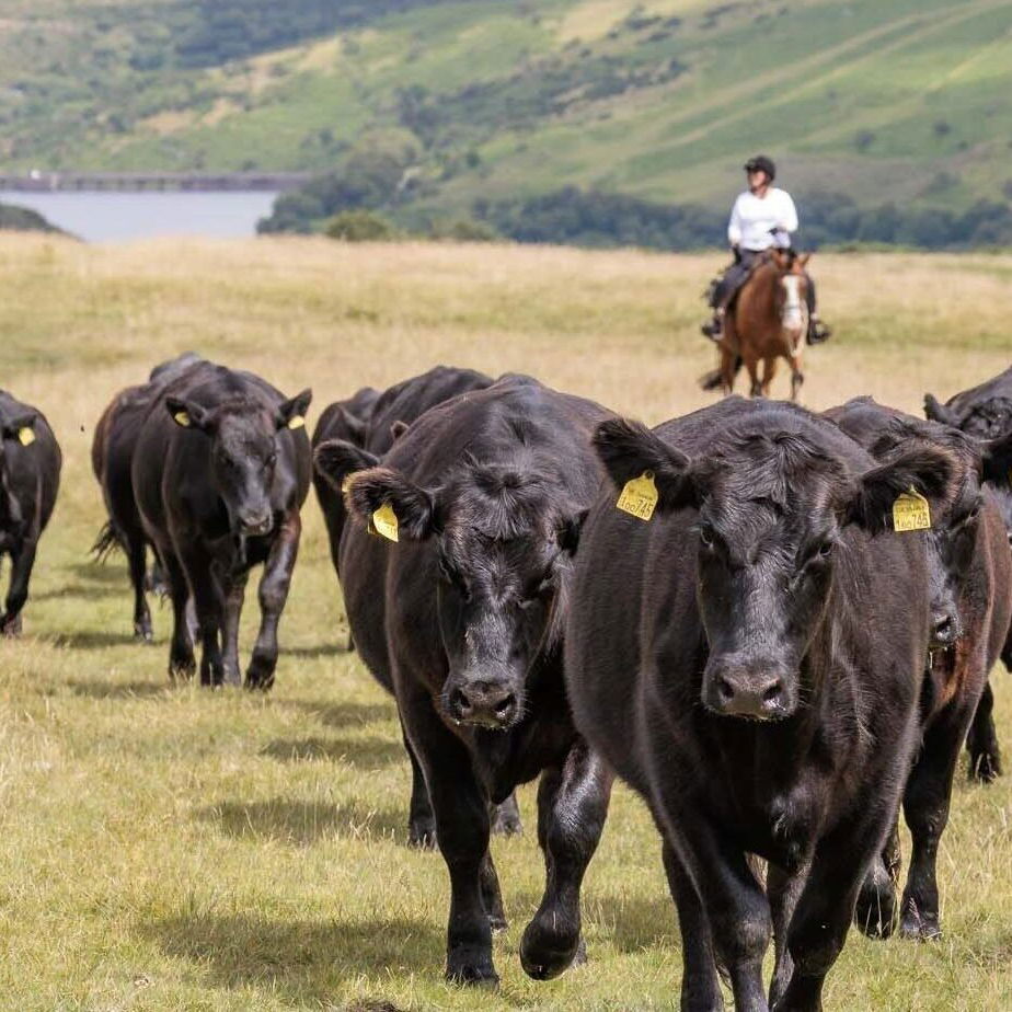 Dartmoor Cattle Drive & Crossing, England - Globetrotting horse riding holidays