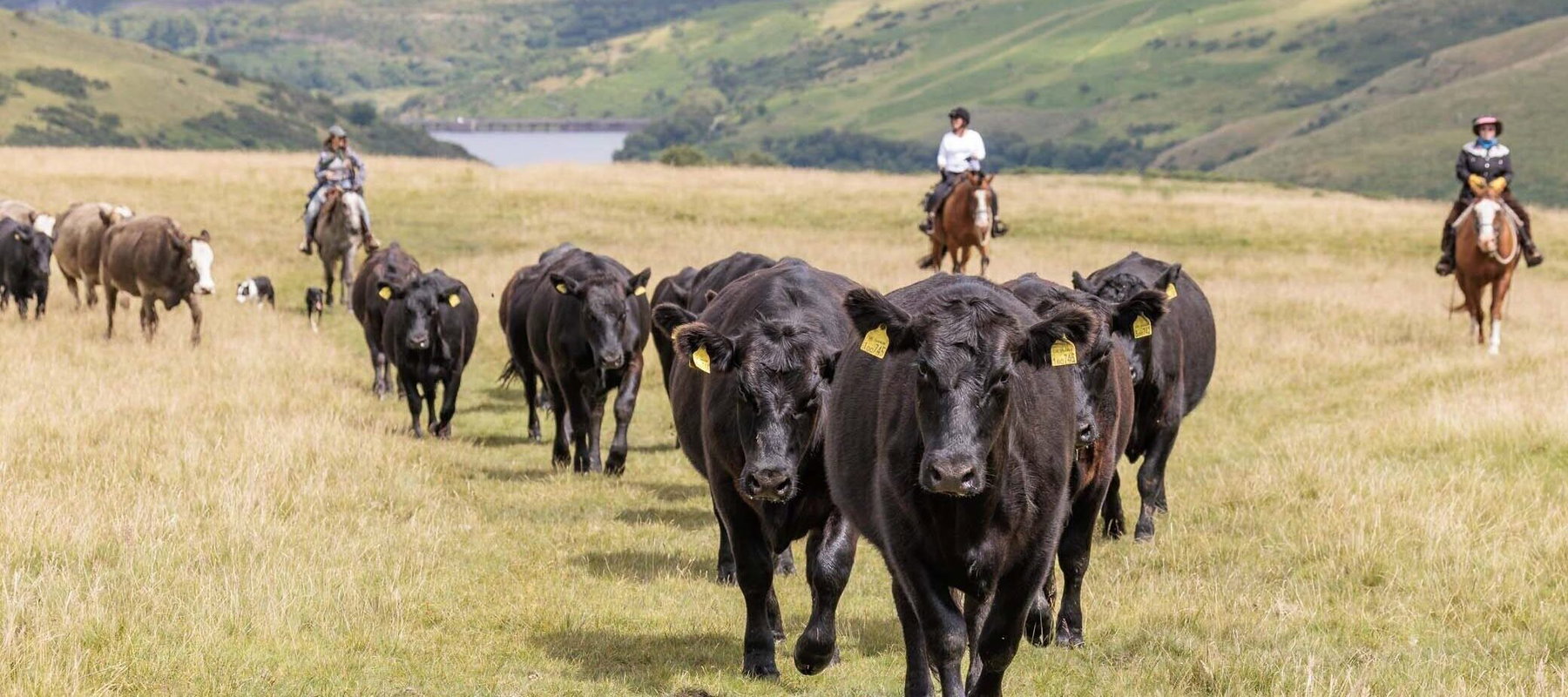 Dartmoor Cattle Drive & Crossing, England - Globetrotting horse riding holidays
