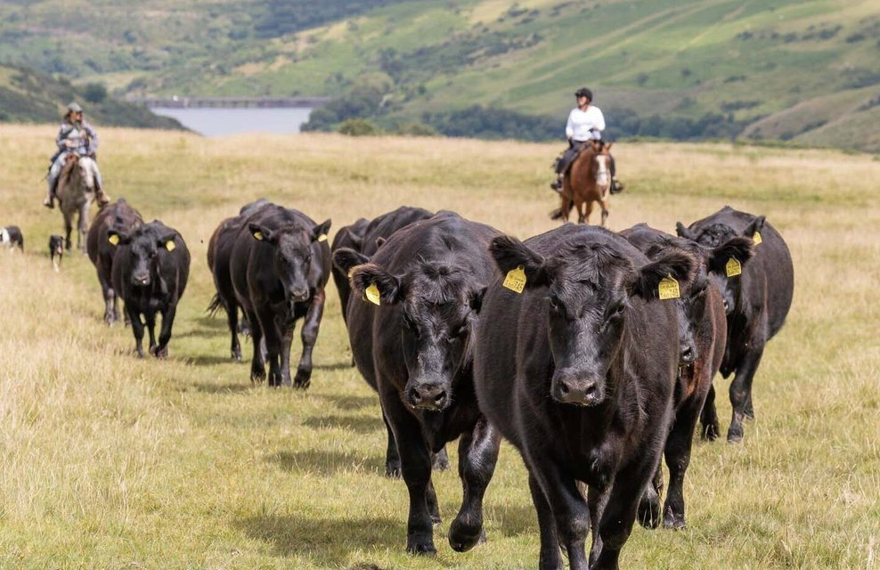 Dartmoor Cattle Drive & Crossing, England - Globetrotting horse riding holidays