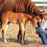 Touch of the Highlands Ride in Iceland Starring Warwick Schiller - Globetrotting horse riding holidays