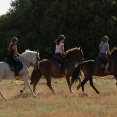 Train & Trail Ride, Andalucia, Spain - Globetrotting horse riding holidays