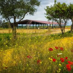 Train & Trail Ride, Andalucia, Spain - Globetrotting horse riding holidays