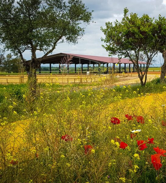 Train & Trail Ride, Andalucia, Spain - Globetrotting horse riding holidays