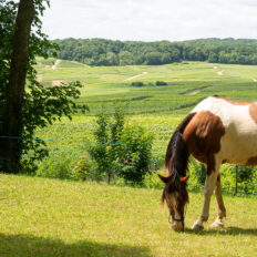The Champagne Ride, France - Globetrotting horse riding holidays
