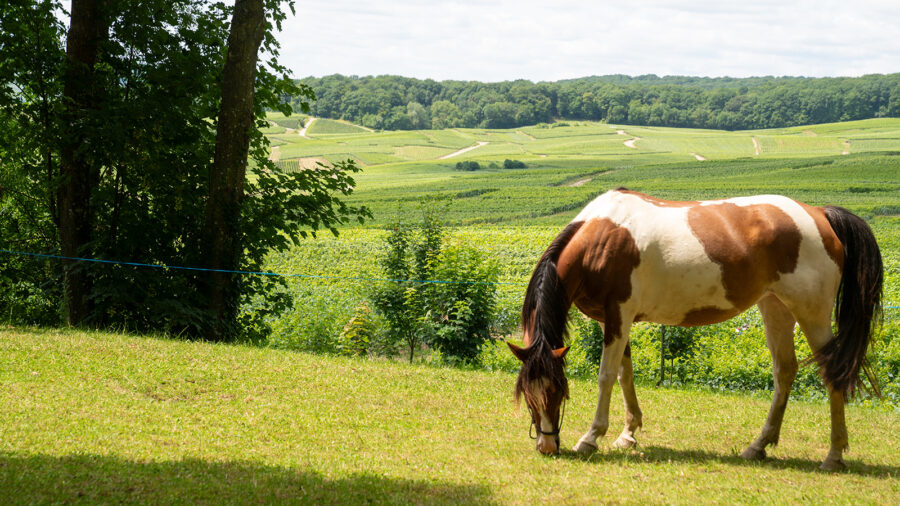 The Champagne Ride, France - Globetrotting horse riding holidays
