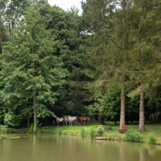 The Champagne Ride, France - Globetrotting horse riding holidays