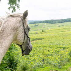 The Champagne Ride, France - Globetrotting horse riding holidays